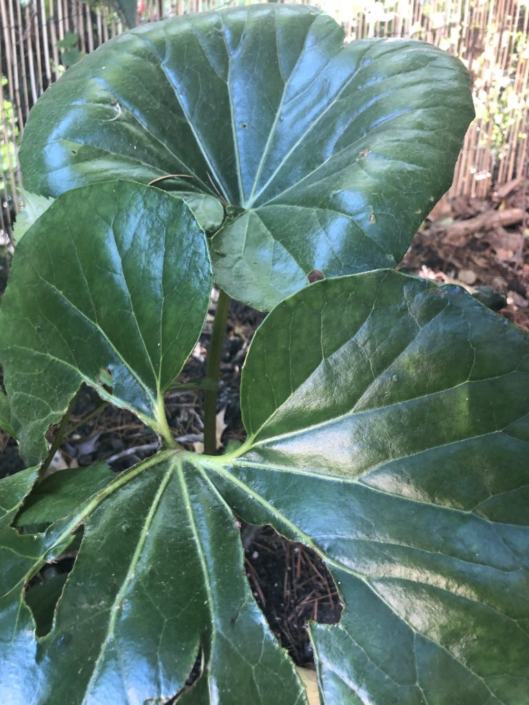 Farfugium Japonicum, sometimes called the giant leopard plant, is a very useful plant for ground cover. Its massive leaves, up to 30cm across, look wonderful beneath towering tree ferns or palms. It can also look great as a specimen plant in its own right.