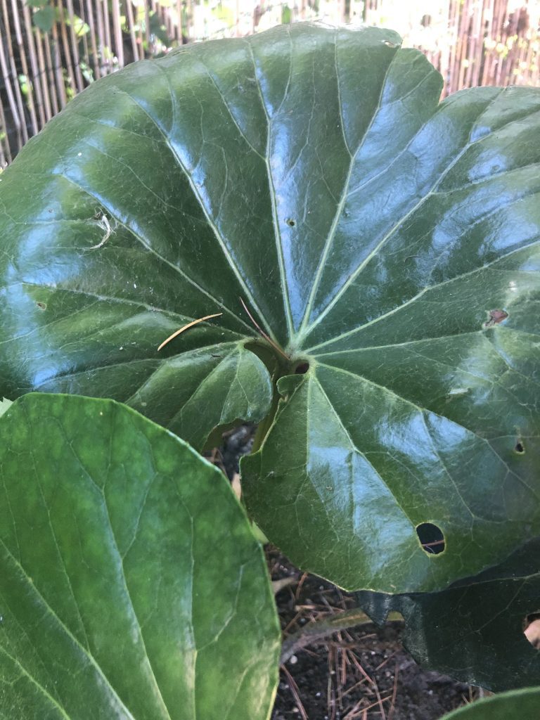 Farfugium Japonicum