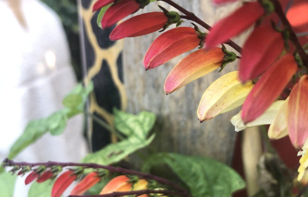 How to grow Ipomoea lobata (Spanish Flag)