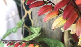 How to grow Ipomoea lobata (Spanish Flag)