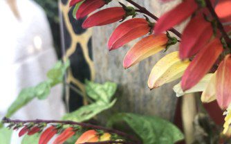 How to grow Ipomoea lobata (Spanish Flag)