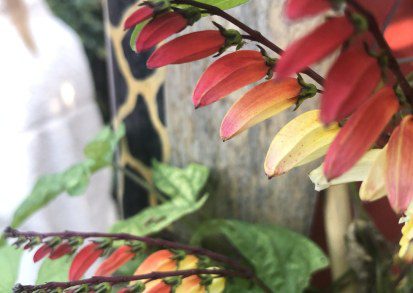 How to grow Ipomoea lobata (Spanish Flag)