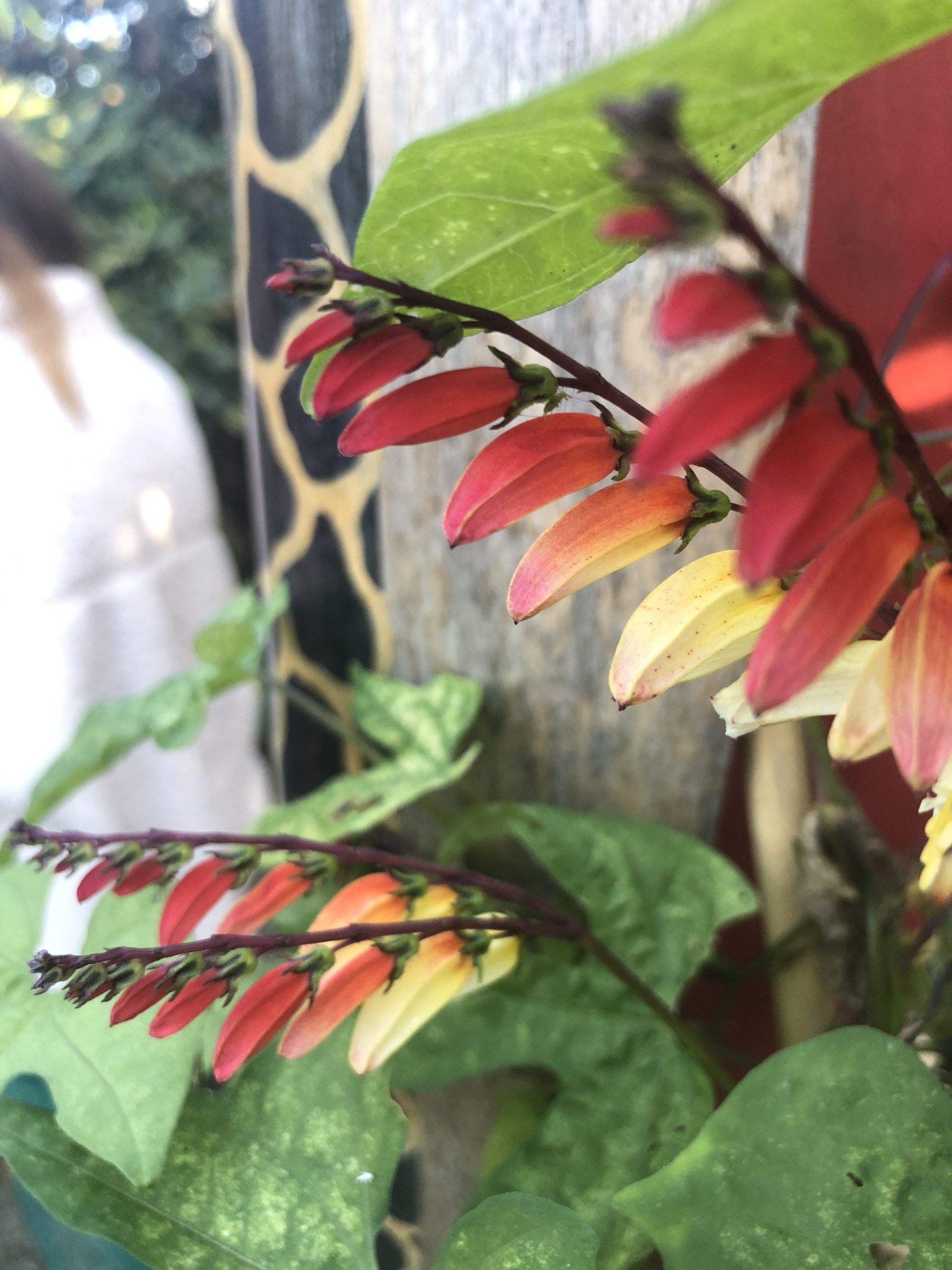 quick facts spanish flag