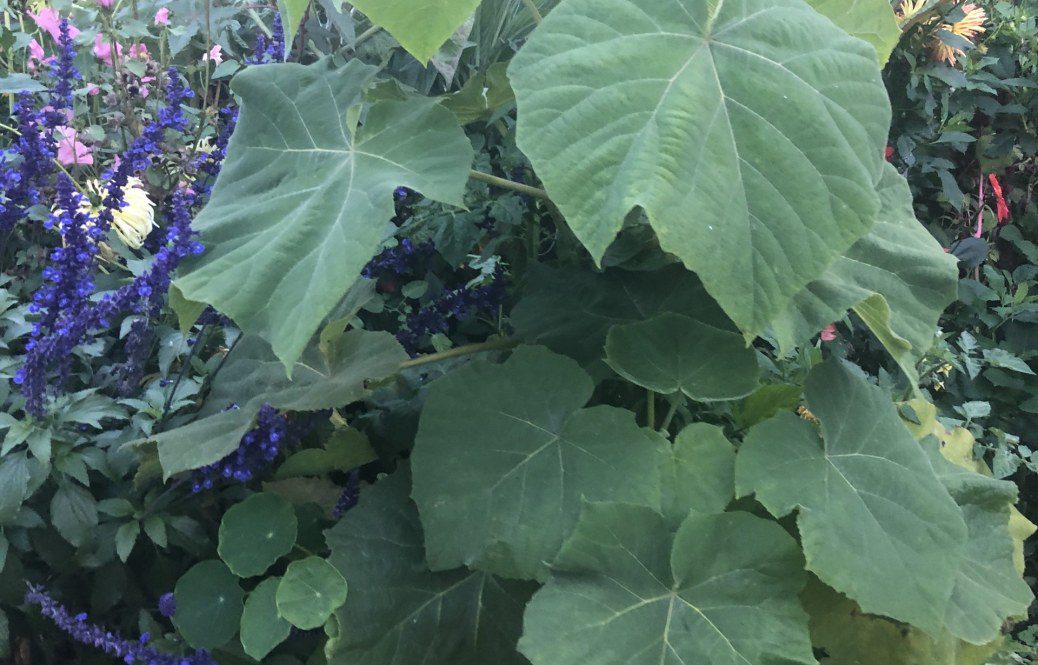 How to grow Paulownia