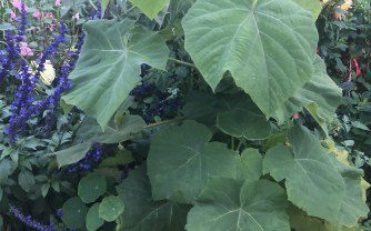 How to grow Paulownia