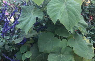 How to grow Paulownia