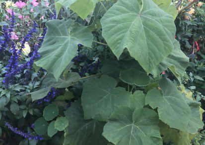 How to grow Paulownia