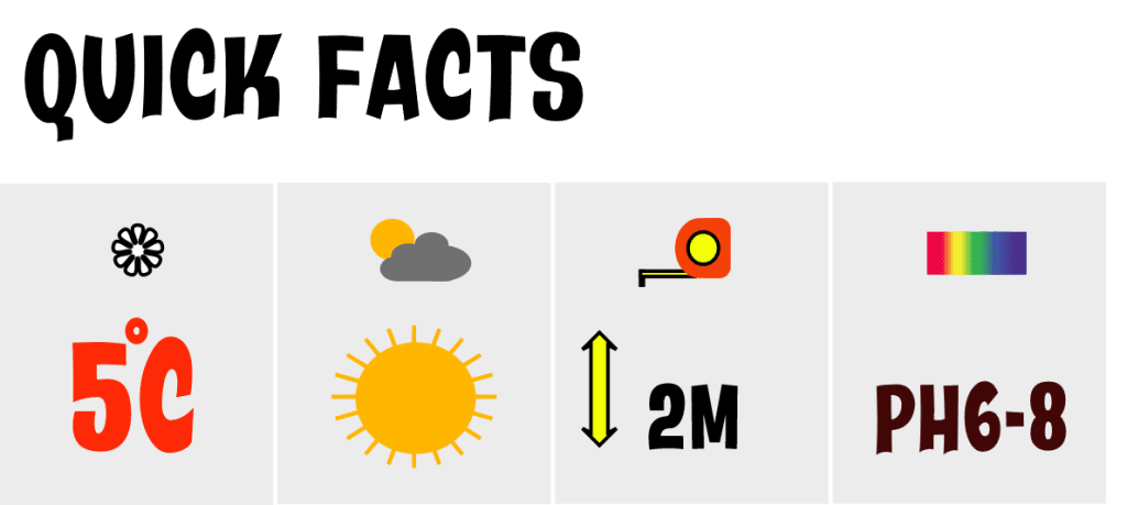 quick facts spanish flag