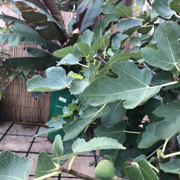 Why are my fig leaves going yellow?