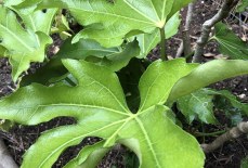 Why are my fatsia leaves curling