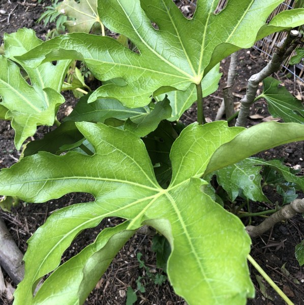 Why are my fatsia leaves curling