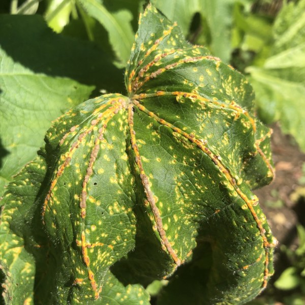 Does hollyhock rust spread to other plants