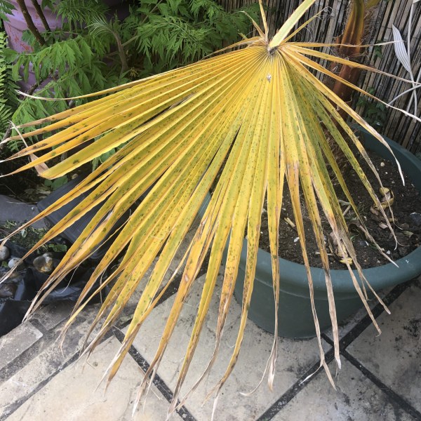 Why are my washingtonia robusta leaves going yellow?