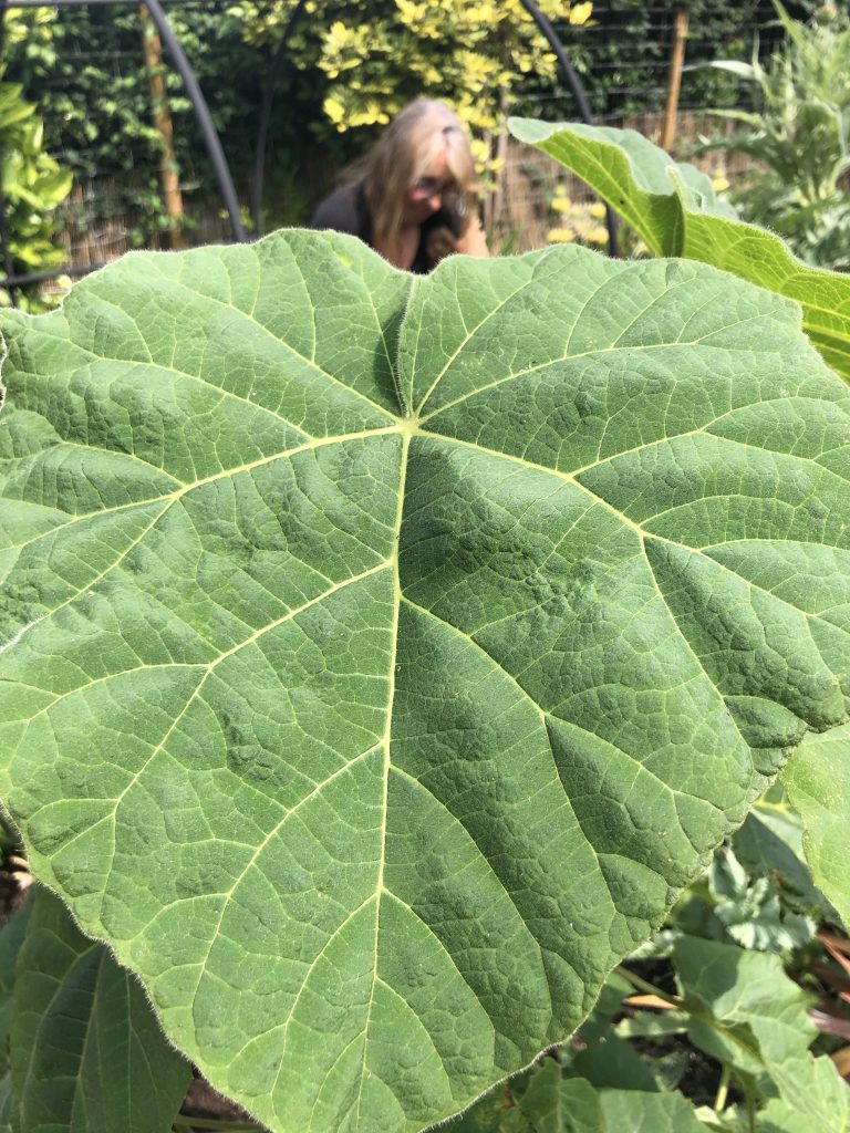 Paulownia tomentosa is commonly known as the Empress Tree or Princess Tree, while the Foxglove Tree is a different species known as Paulownia tomentosa var. tomentosa