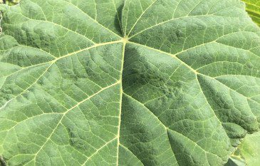 Paulownia tomentosa care