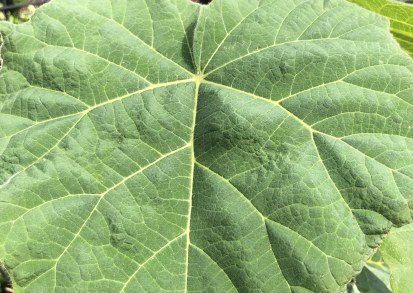 Paulownia tomentosa care