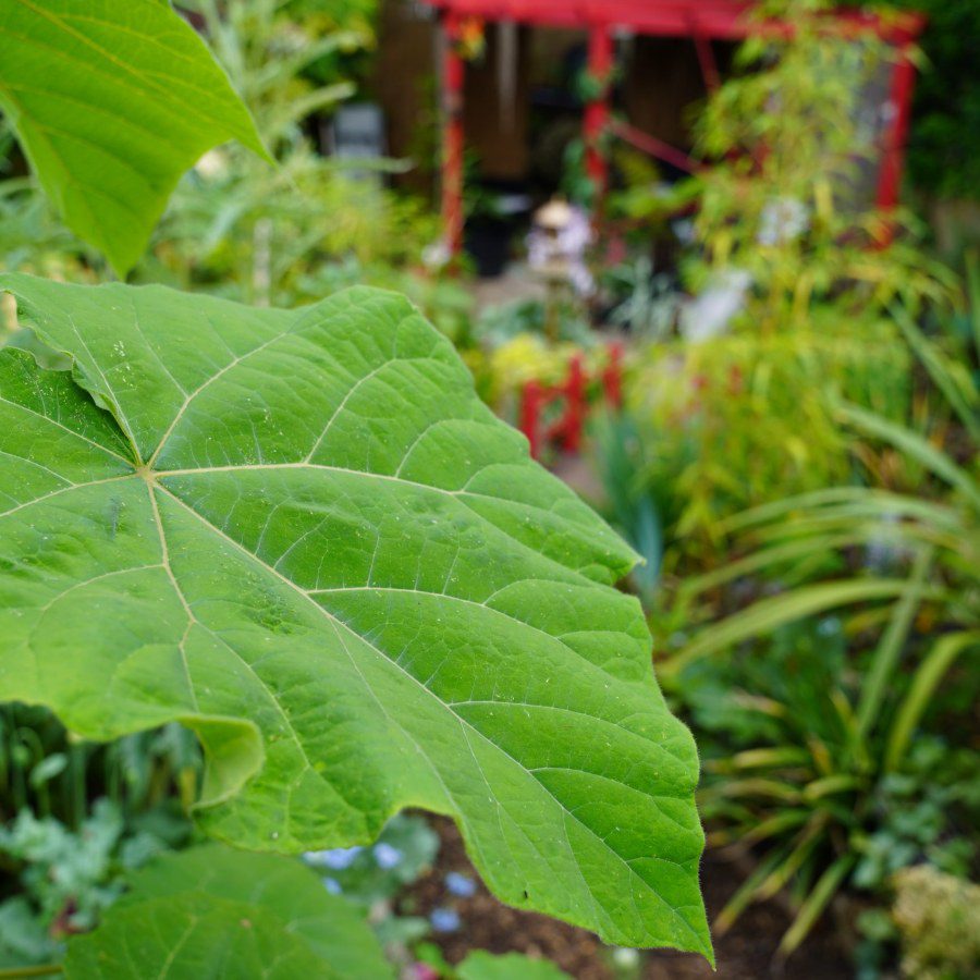 Is the foxglove tree invasive in a UK garden?