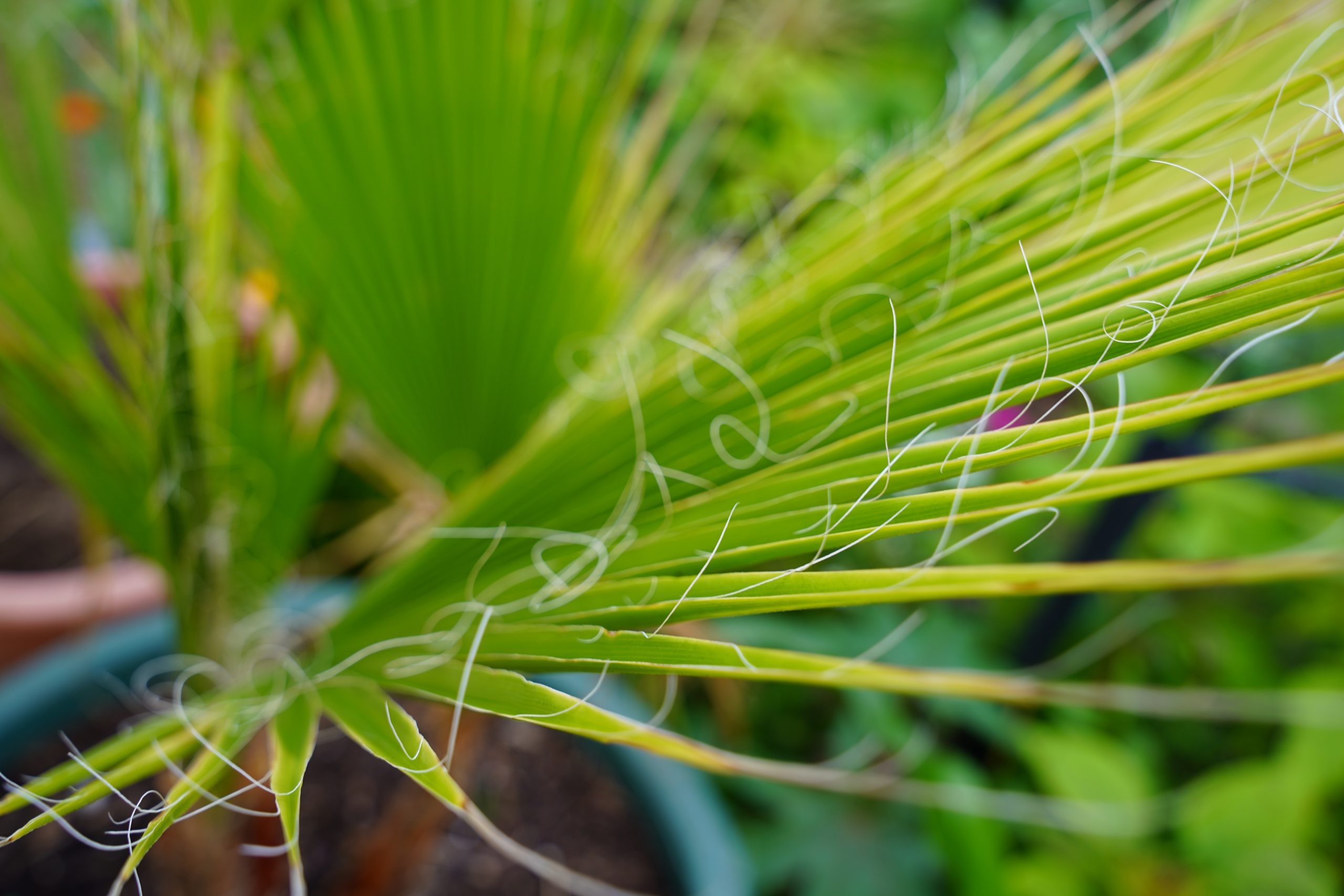 Washingtonia