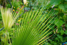 Can you multiply palms by taking cuttings?