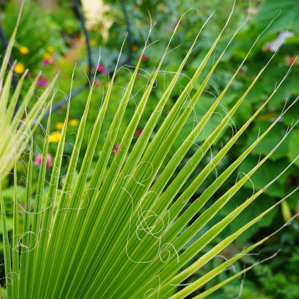 Can you multiply palms by taking cuttings?