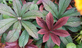 How to grow and care for Rodgersia ‘Bronze Peacock’