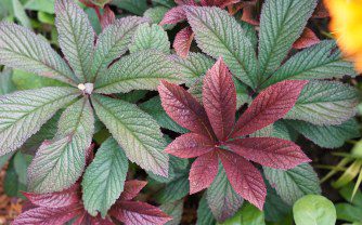 How to grow and care for Rodgersia ‘Bronze Peacock’