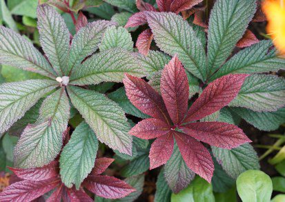 How to grow and care for Rodgersia ‘Bronze Peacock’