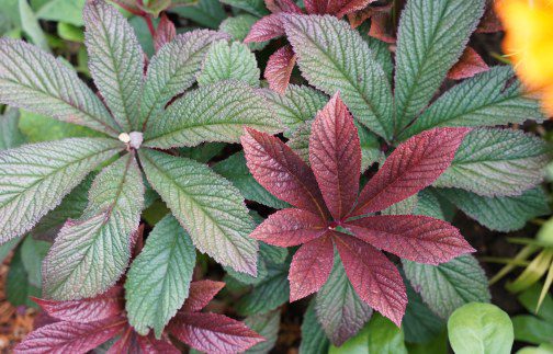 How to grow and care for Rodgersia ‘Bronze Peacock’