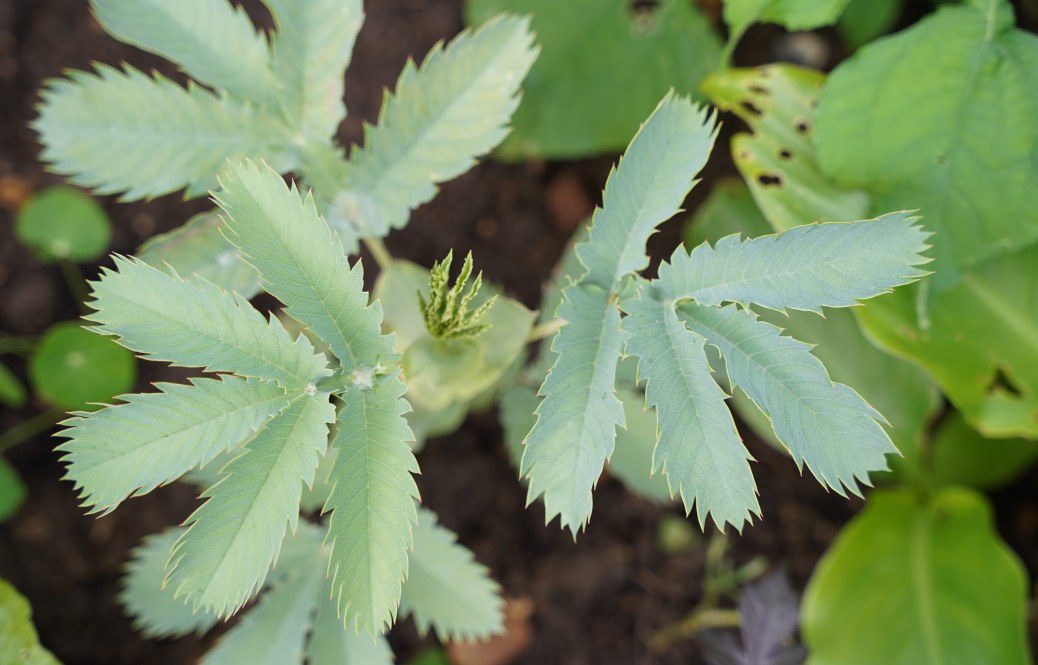 How to grow Melianthus Major