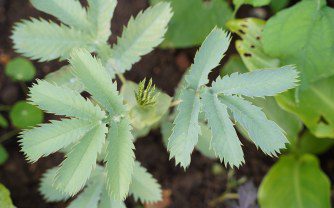 How to grow Melianthus Major