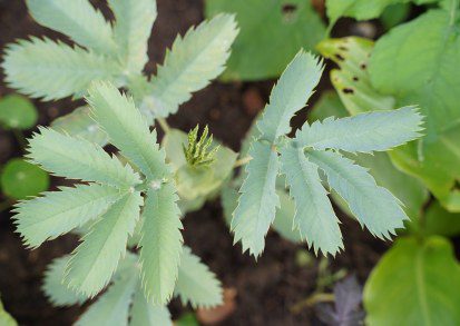 How to grow Melianthus Major