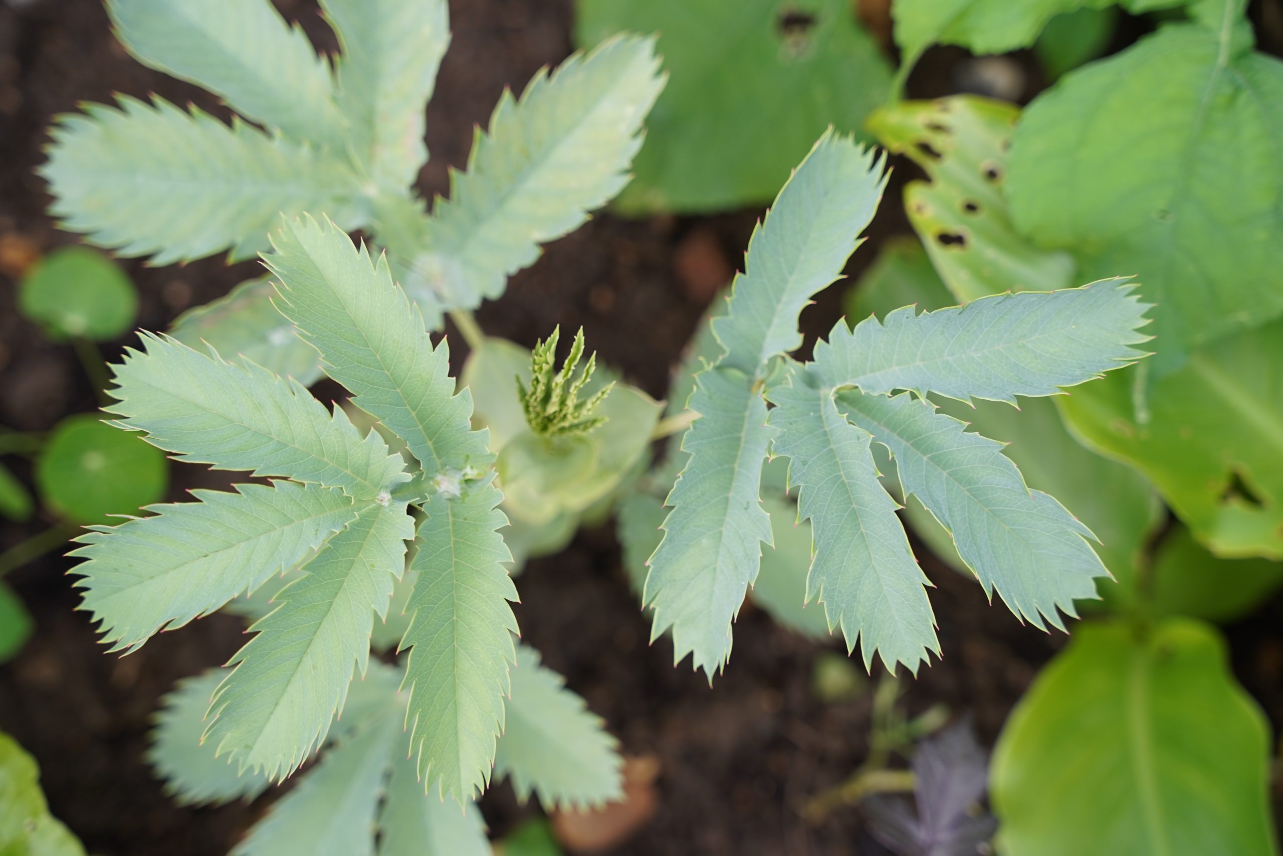 Melianthus major