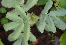 How do you care for Melianthus major in the winter?