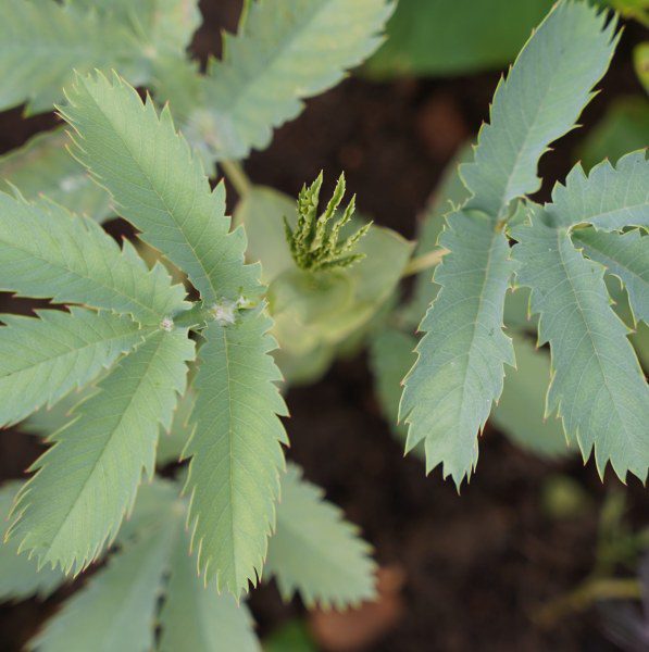 How do you care for Melianthus major in the winter?