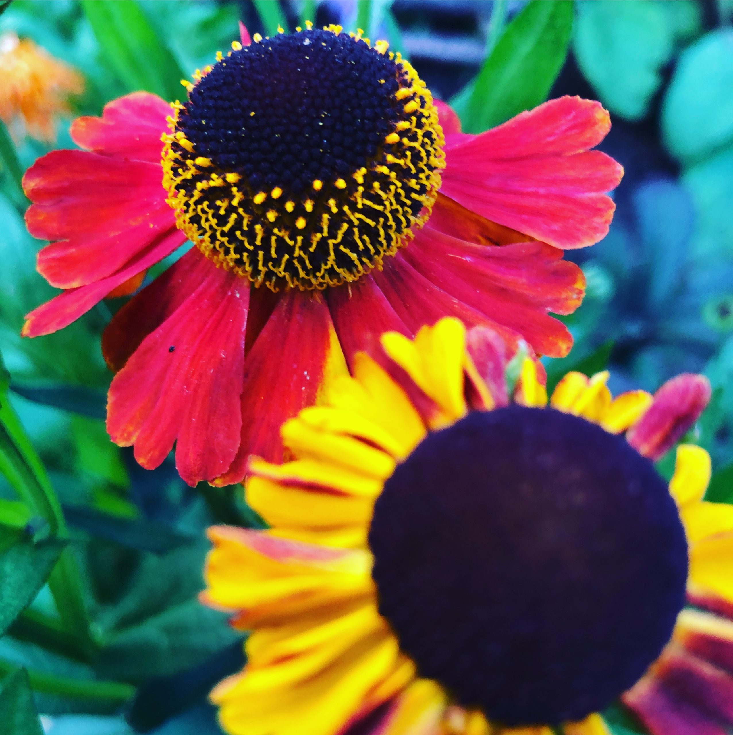 Heleniums