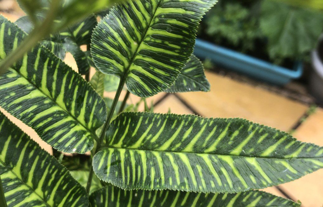 How to grow Coniogramme emeiensis ‘golden zebra’