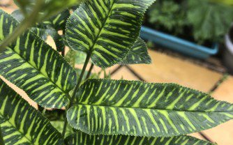 How to grow Coniogramme emeiensis ‘golden zebra’