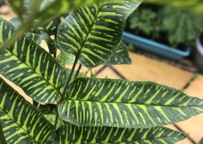 How to grow Coniogramme emeiensis ‘golden zebra’