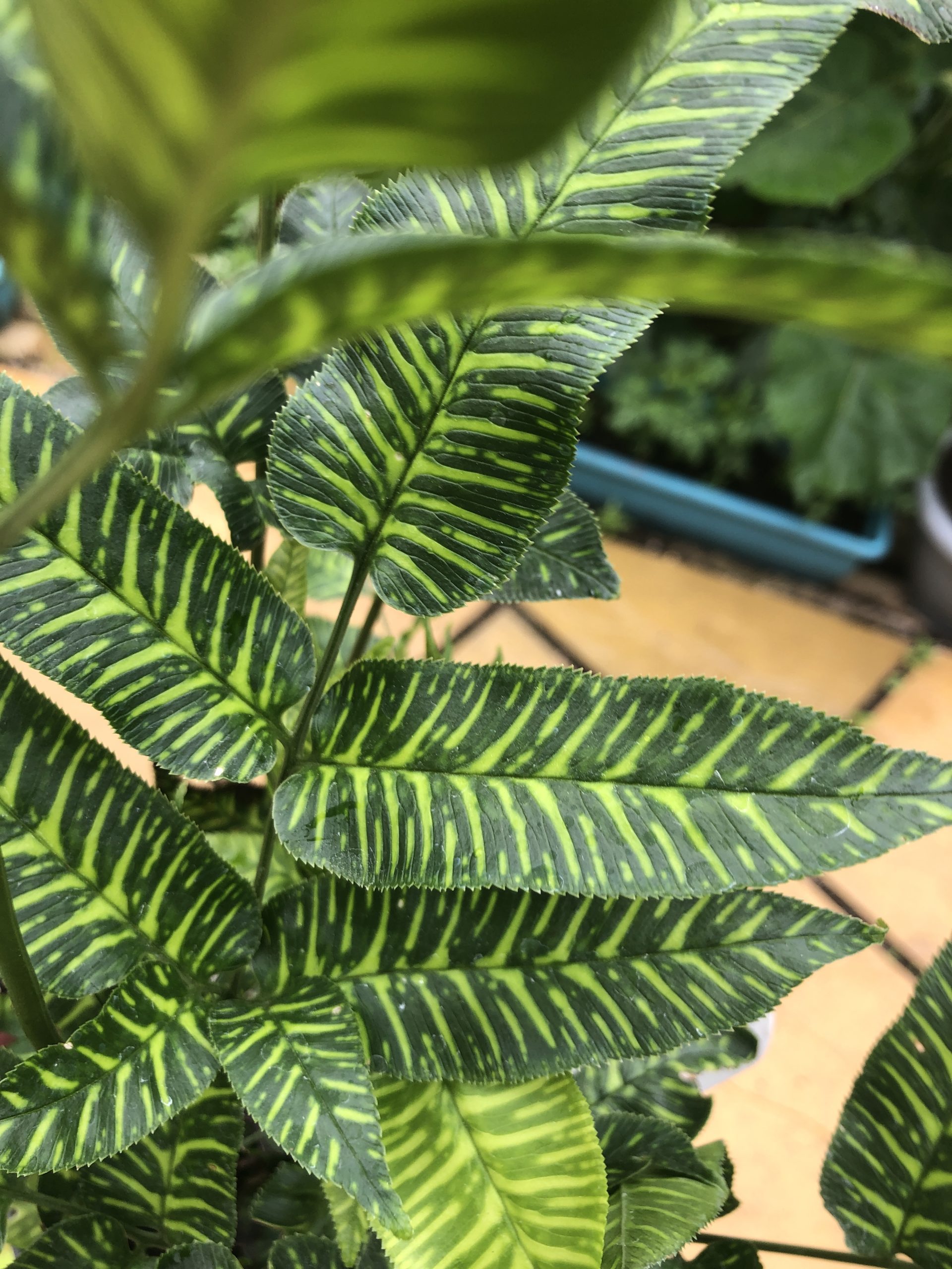 Coniogramme emeiensis