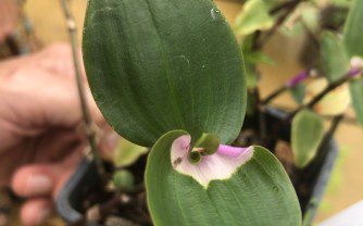 How to grow Tradescantia fluminensis ‘maiden’s blush’