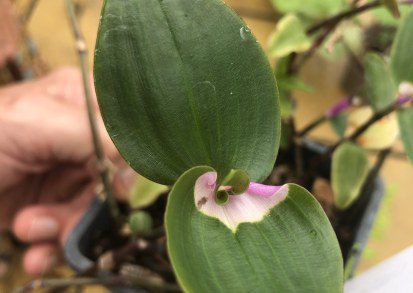 How to grow Tradescantia fluminensis ‘maiden’s blush’