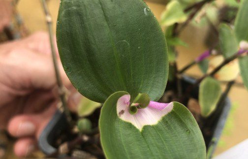 How to grow Tradescantia fluminensis ‘maiden’s blush’