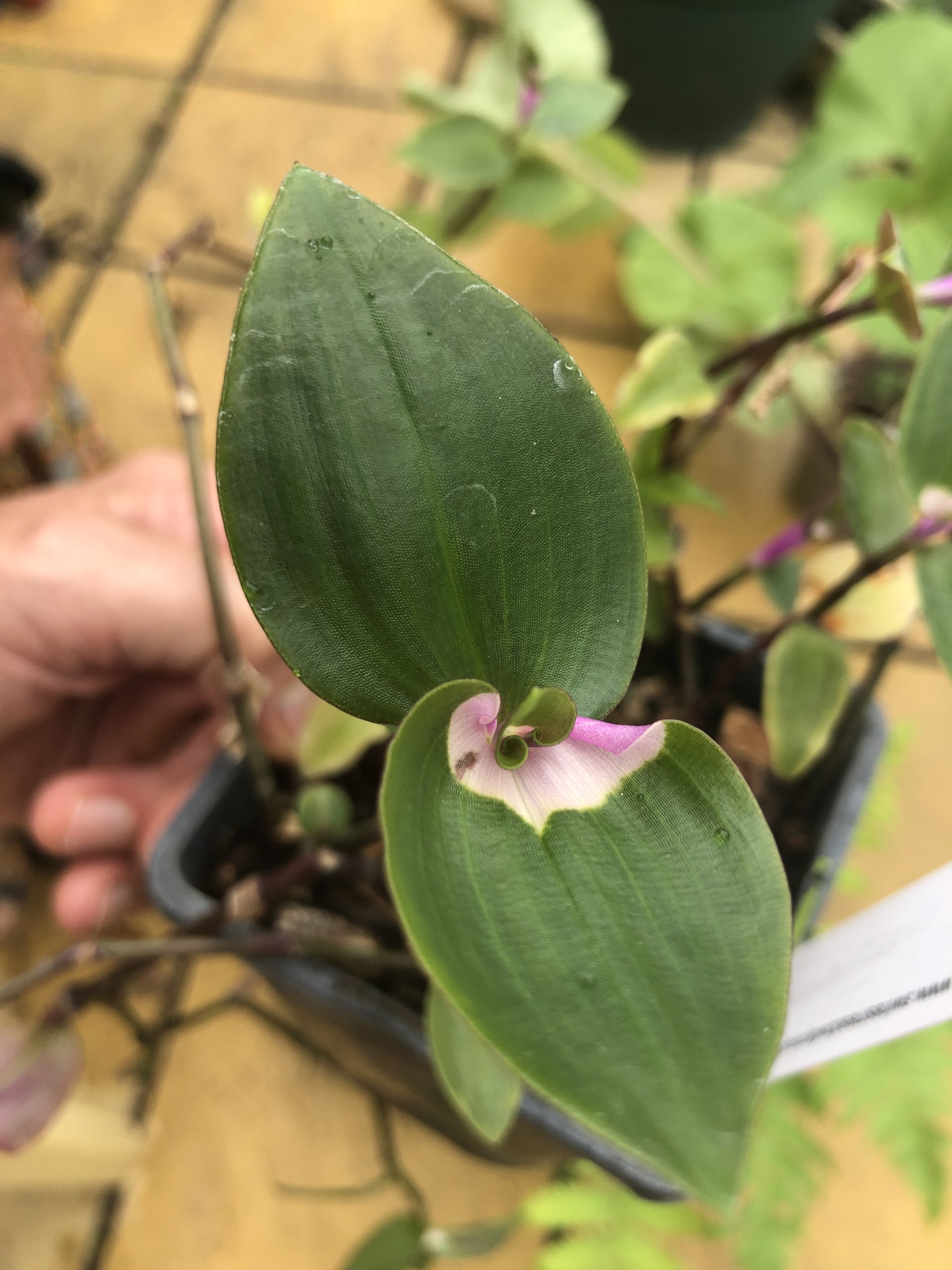 Tradescantia fluminensis 'maiden's blush'