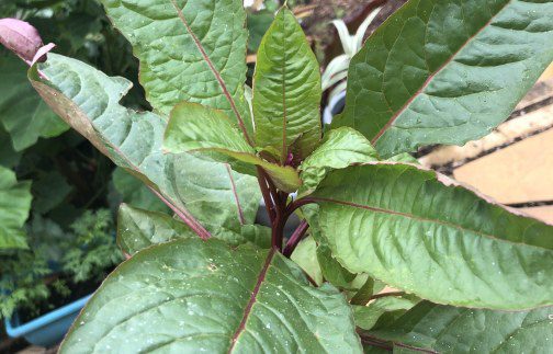 How to grow Phytolacca laka boom