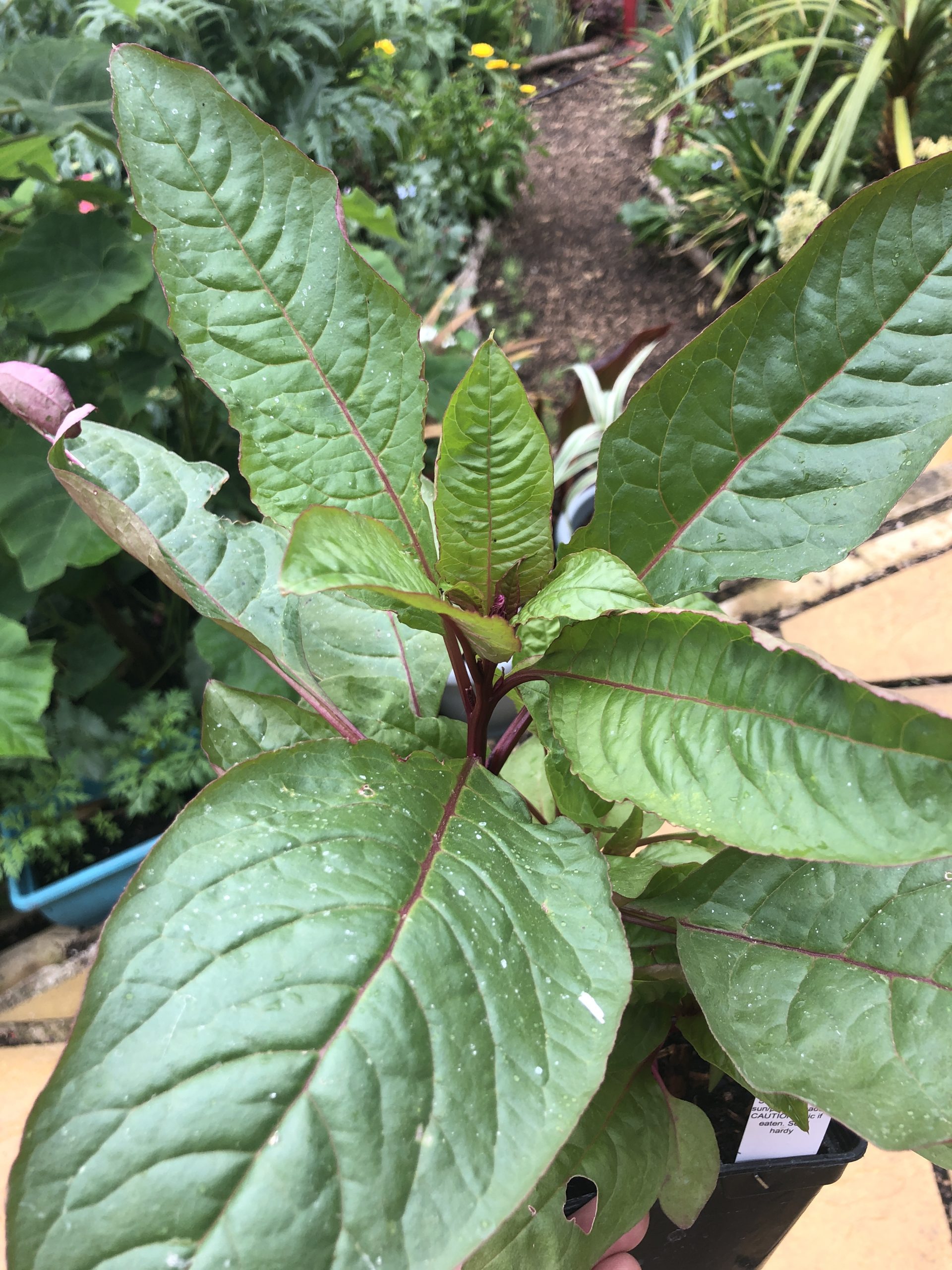 phytolacca laka boom