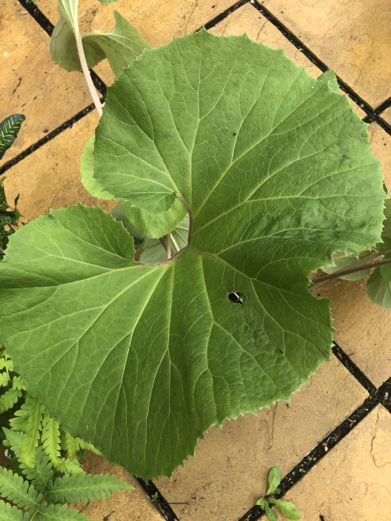 Petasites japonicus