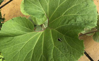 How do you grow Petasites japonicus?