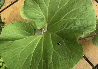 How do you grow Petasites japonicus?