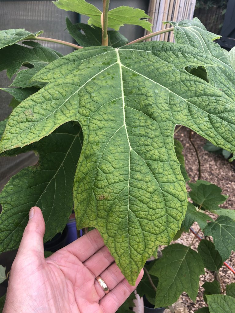 How to grow Oakleaf Hydrangeas UK TROPICALS