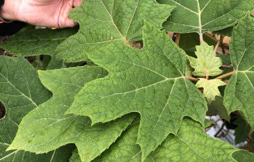 How to grow Oakleaf Hydrangeas